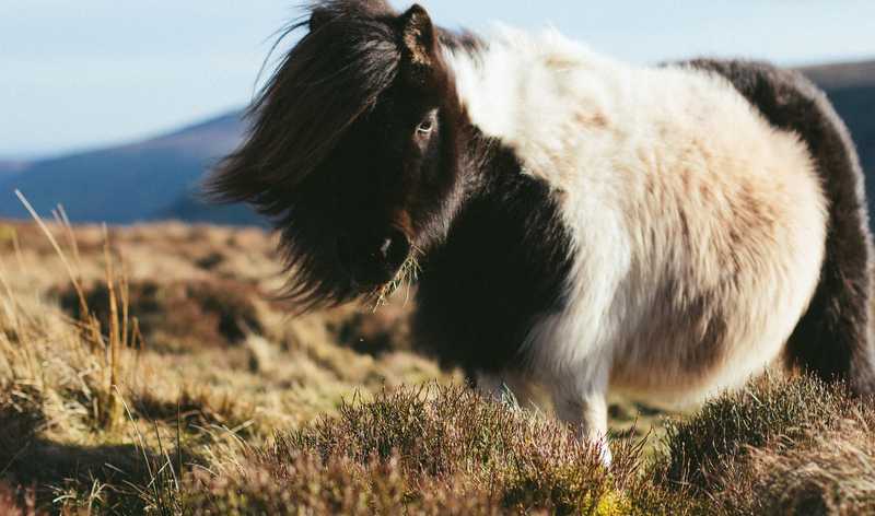 Animali da fattoria veterinario